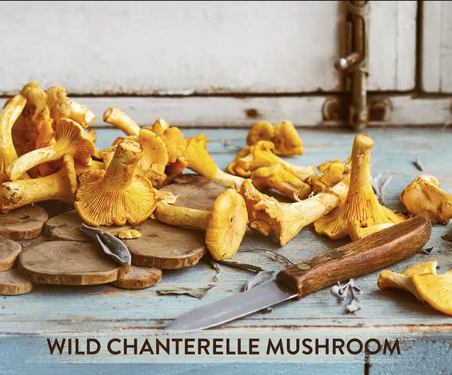 Wild Chanterelle Mushroom